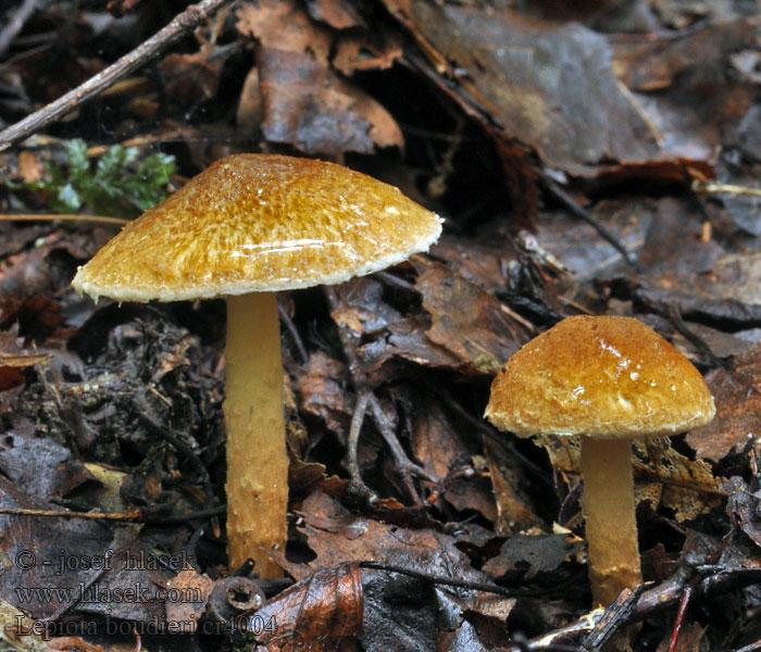 Lepiota_boudieri_cr4004