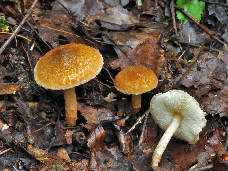 Rostfjällskivling Lepiota boudieri