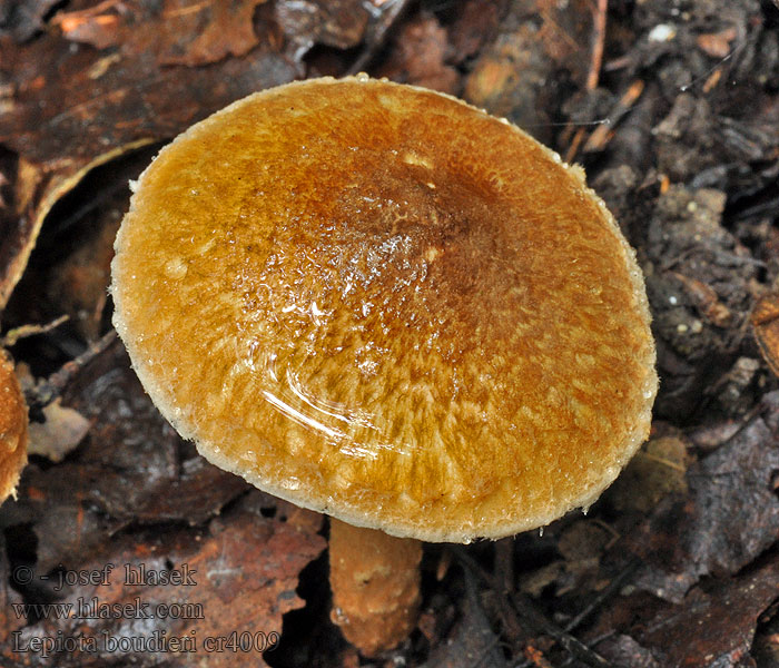 Bedlička hrdzavá Lepiota boudieri