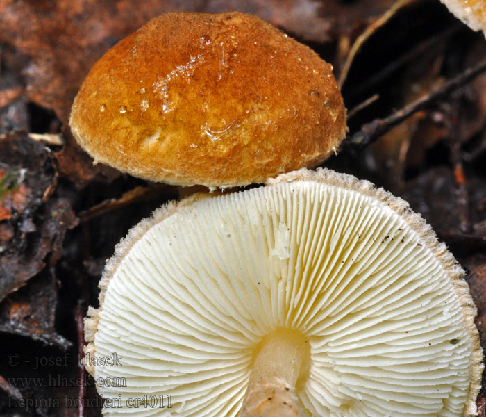 Lepiota_boudieri_cr4011