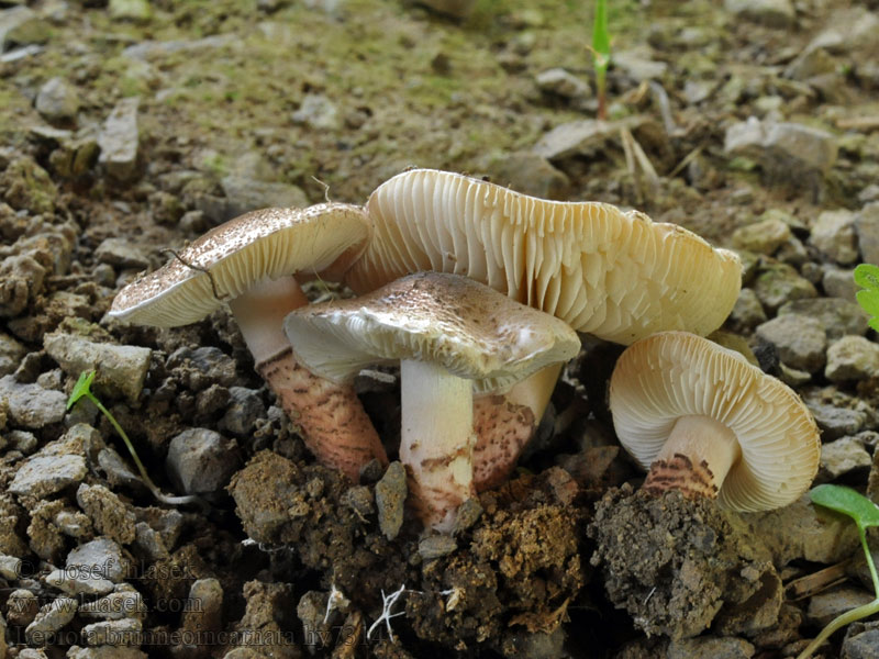 Lepiota brunneoincarnata Bedlička hnědočervenavá