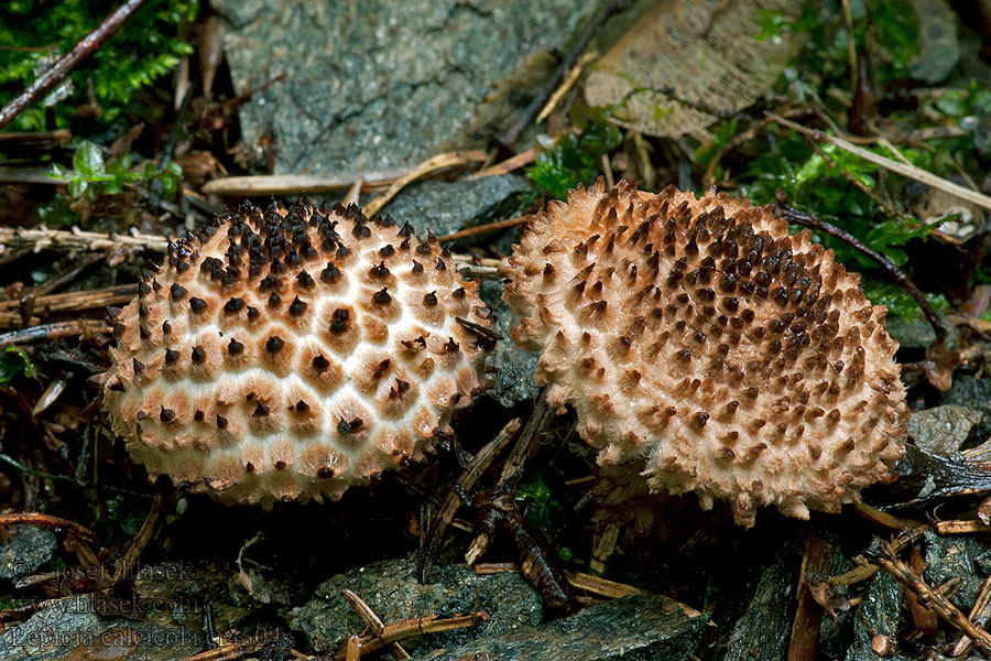 Lepiota calcicola Bedla vápnomilná Kakaobrauner Stachelschirmling