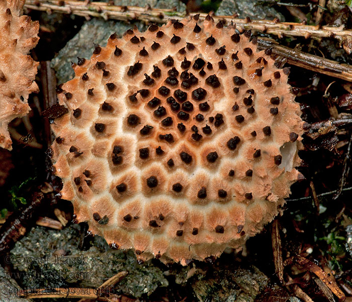 Kalkfjällskivling Barnatüskés őzlábgomba Lepiota calcicola