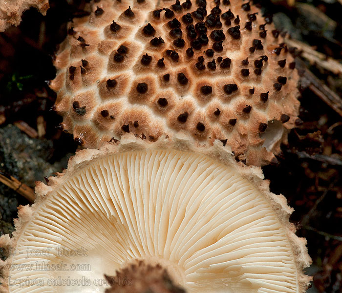 Bedla vápnomilná Lepiota calcicola