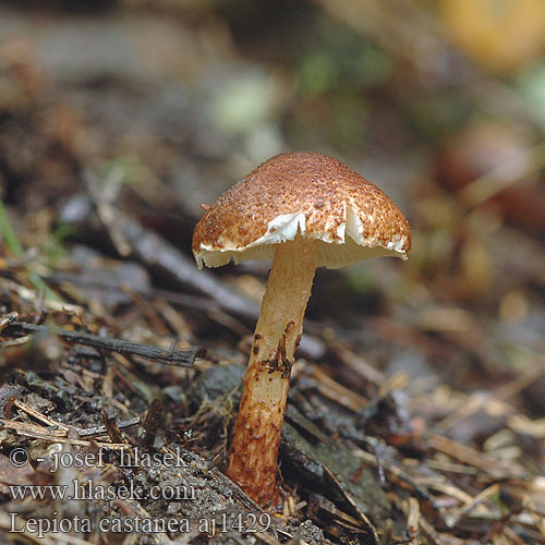 Lepiota castanea Bedla kaštanová Chestnut Dapperling Parasol