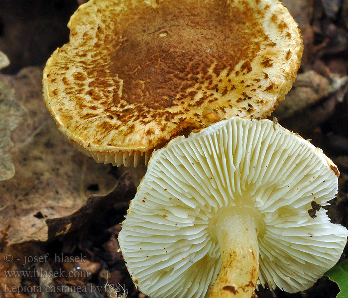 Lepiota castanea クリイロカラカサタケ Kastaniebrun Parasolhat