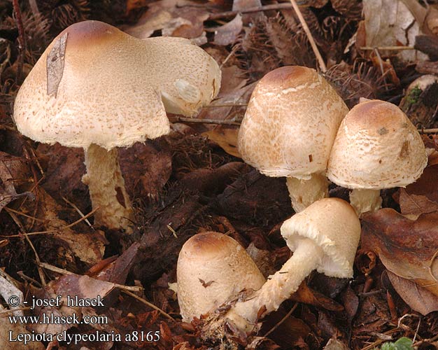 Lepiota clypeolaria Shield Dapperling Flosset parasolhat