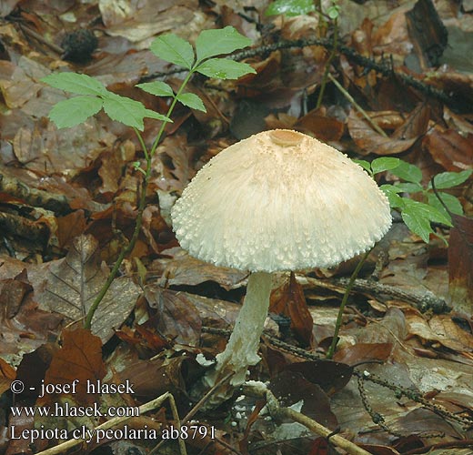 Lepiota clypeolaria Lépiote bouclier Bosparasolzwam