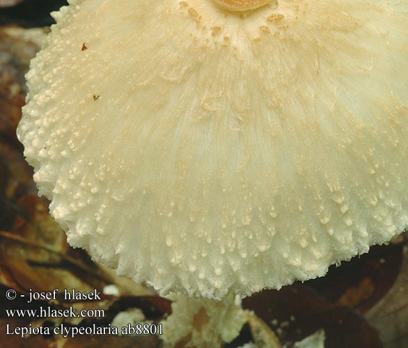 Lepiota clypeolaria Lépiote bouclier Gyapjas õzlábgomba