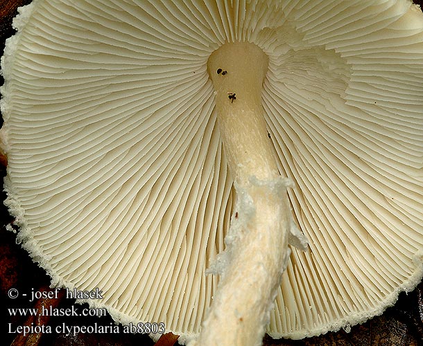 Lepiota clypeolaria ab8803