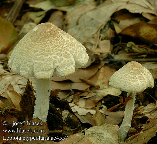 Lepiota clypeolaria Bedla vlnatá Spenslig fjällskivling