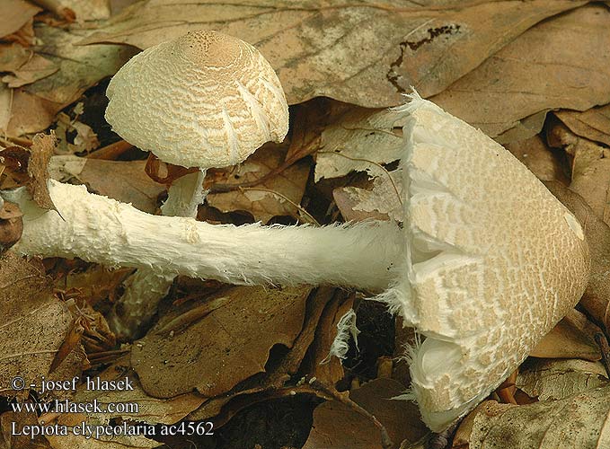 Lepiota clypeolaria ac4562