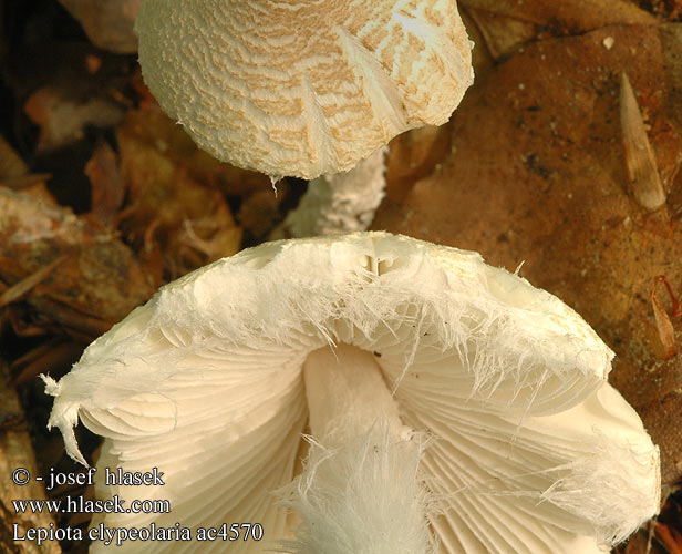 Lepiota clypeolaria ワタカラカサタケ Shield Dapperling Flosset parasolhat