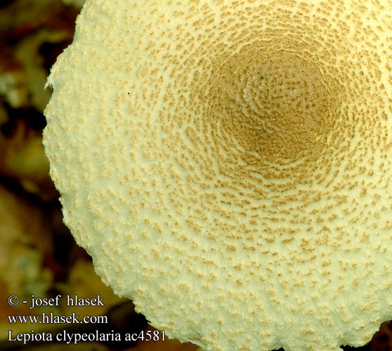 Lepiota clypeolaria Flosset parasolhat Villaukonsieni