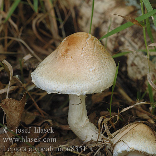 Lepiota clypeolaria Bosparasolzwam Gyapjas õzlábgomba