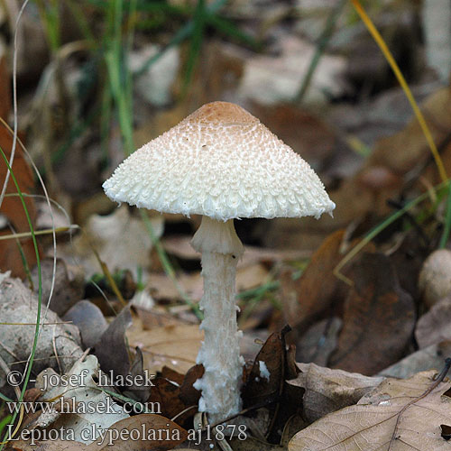 Lepiota clypeolaria Shield Dapperling Flosset parasolhat