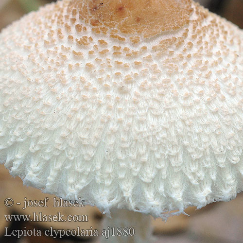 Lepiota clypeolaria aj1880