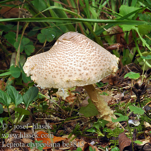 ワタカラカサタケ Shield Dapperling Flosset parasolhat Villaukonsieni