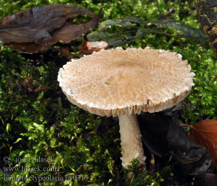 Lepiota clypeolaria Shield Dapperling