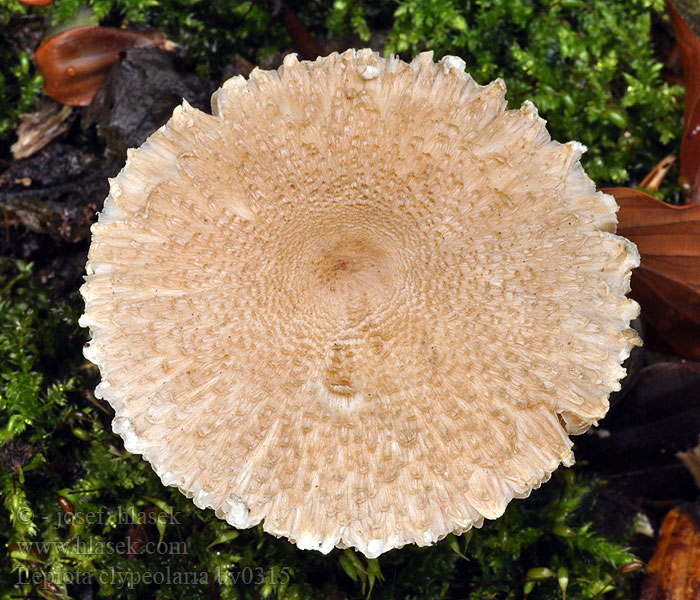 Lepiota clypeolaria Wolliggestiefelter Schirmling