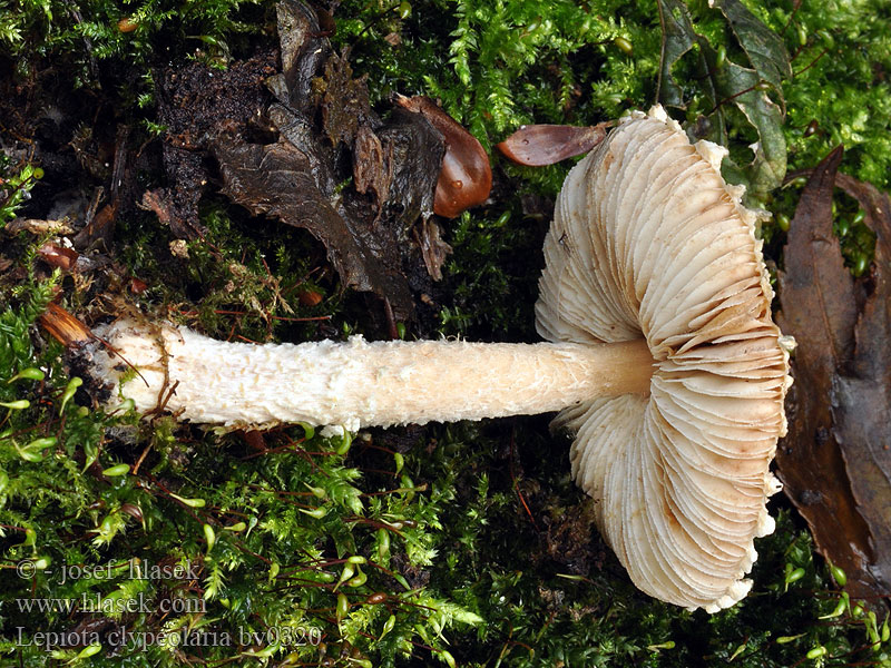 Lepiota clypeolaria Lépiote bouclier