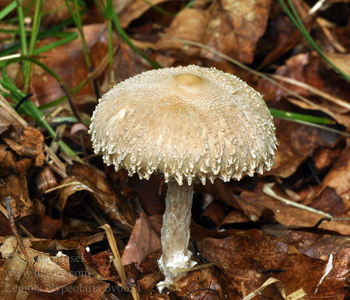 Lepiota clypeolaria Villaukonsieni