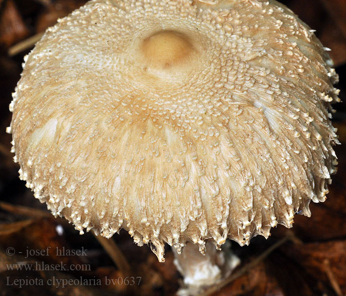 Lepiota clypeolaria Czubajeczka wełnista