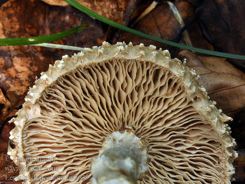 Lepiota clypeolaria Bedla vlnatá