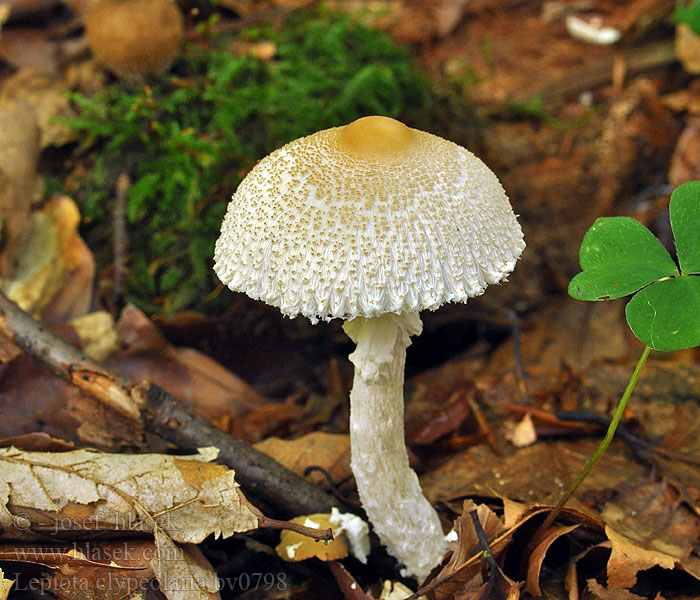 Lepiota clypeolaria Щитовидный зонтик ワタカラカサタケ