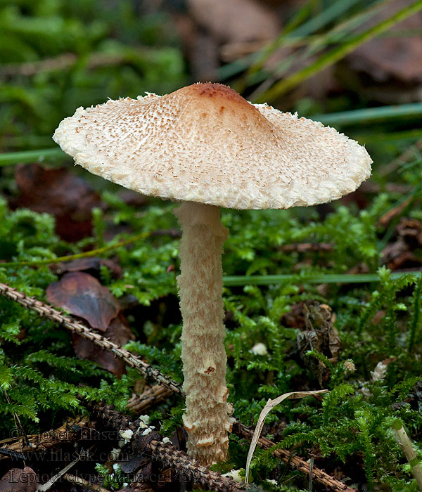 Bedla vlnatá Lepiota clypeolaria