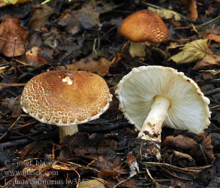 Lepiota cortinarius audreae Bedla pavučincová