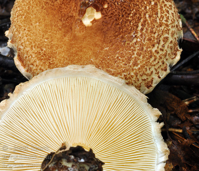 Lepiota cortinarius audreae Gordijnparasolzwam