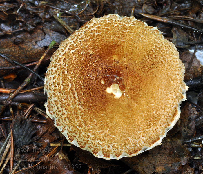 Lepiota cortinarius audreae Slør-parasolhat Slørparasolhat