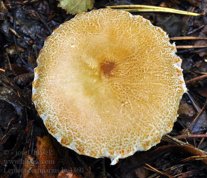 Lepiota cortinarius audreae Lépiote cortinaire