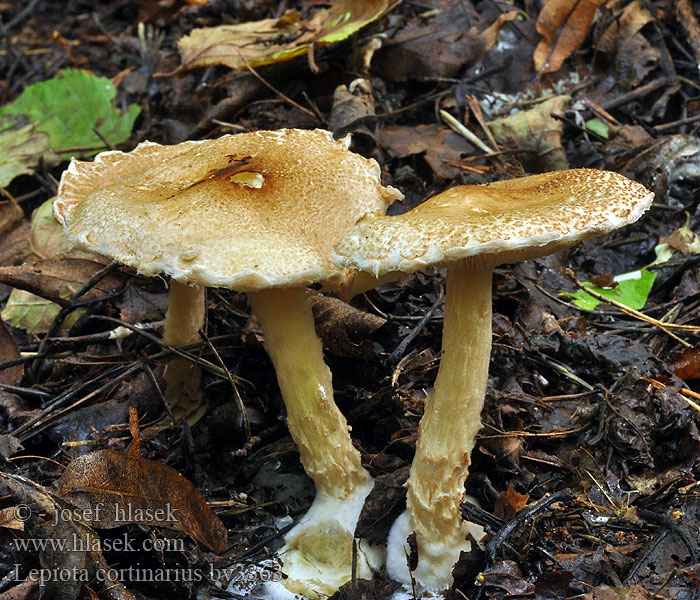 Lepiota cortinarius Schleierschirmling Schleier-Schirmling