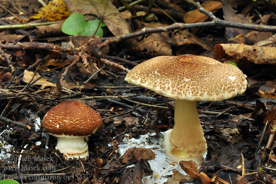 Lepiota cortinarius Wöllmisse Beschleierter Schirmling