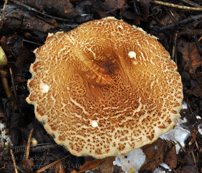 Lepiota cortinarius audreae Slørparasollsopp