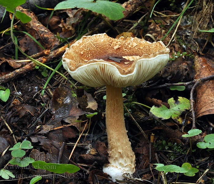 Lepiota cortinarius audreae Nuosėdinė žvynabudė