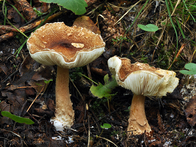 Lepiota cortinarius audreae Bedlička pavučinovcovitá