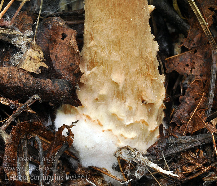 Lepiota cortinarius Bedla pavučincová