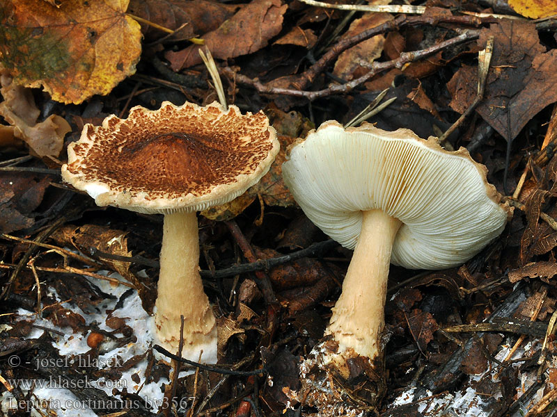 Lepiota cortinarius Czubajeczka tarczowata Gordijnparasolzwam