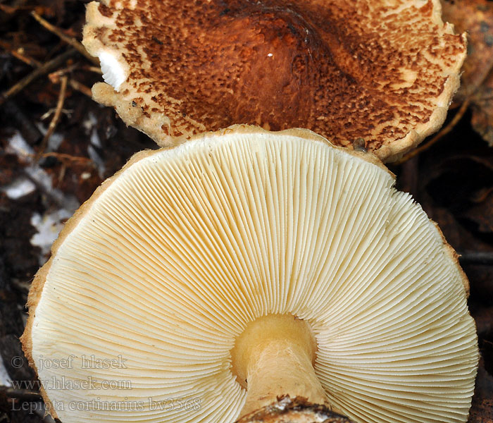 Lepiota cortinarius Slør-parasolhat Slørparasolhat