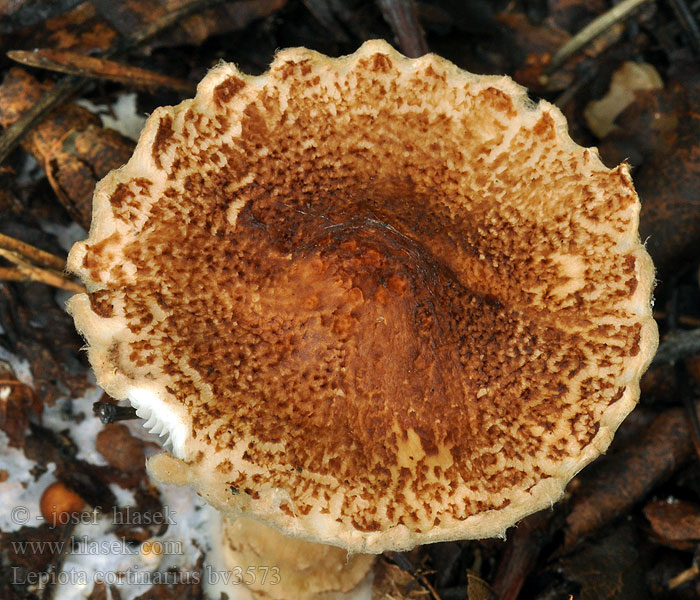 Lepiota cortinarius Lépiote cortinaire