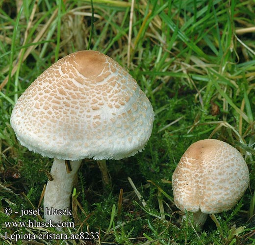 Lepiota cristata Bedla hřebenitá Czubajeczka cuchnąca Lépiote crêtée Bedlička páchnúca Stinkende parasolhat Smrdljivi dežniček Stinkparasolzwam キツネノカラカサ Büdös őzlábgomba Stinkschirmling Stankparasollsopp Гриб-зонтик гребенчатый зонтик Syrlig fjällskivling