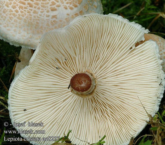 Lepiota cristata ac8237