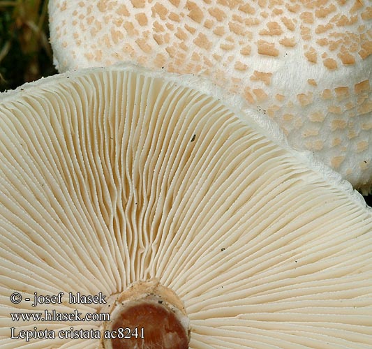 Lepiota cristata Stinkparasolzwam キツネノカラカサ Büdös őzlábgomba Stinkschirmling Stankparasollsopp Гриб-зонтик гребенчатый зонтик Syrlig fjällskivling Bedla hřebenitá Czubajeczka cuchnąca Lépiote crêtée Bedlička páchnúca Stinkende parasolhat Smrdljivi dežniček