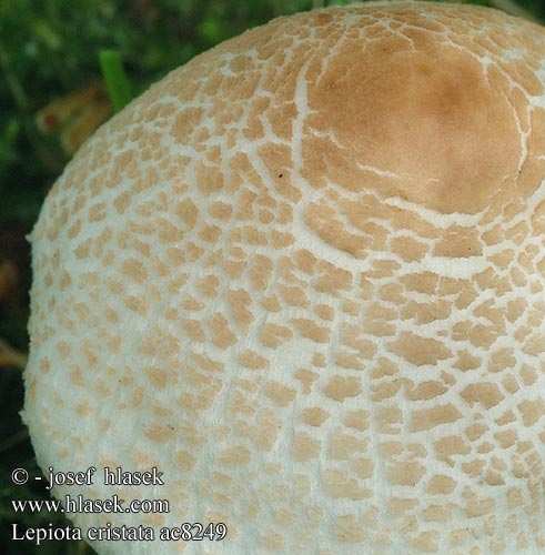 Lepiota cristata ac8249