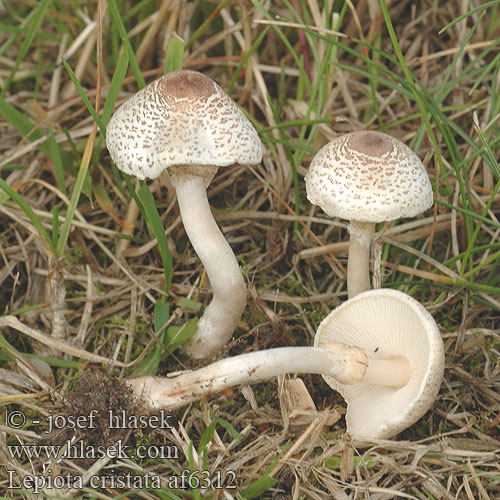 Lepiota cristata Гриб-зонтик гребенчатый зонтик Syrlig fjällskivling Bedla hřebenitá Czubajeczka cuchnąca Lépiote crêtée Bedlička páchnúca Stinkende parasolhat Smrdljivi dežniček Stinkparasolzwam キツネノカラカサ Büdös őzlábgomba Stinkschirmling Stankparasollsopp