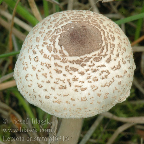 Lepiota cristata af6316