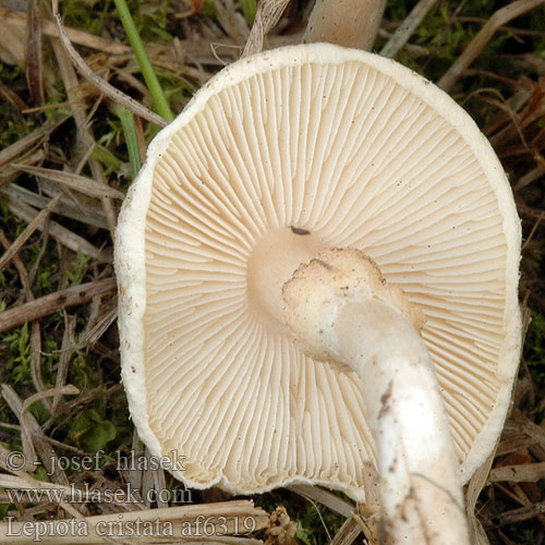 Lepiota cristata Stinkende parasolhat Smrdljivi dežniček Stinkparasolzwam キツネノカラカサ Büdös őzlábgomba Stinkschirmling Stankparasollsopp Гриб-зонтик гребенчатый зонтик Syrlig fjällskivling Bedla hřebenitá Czubajeczka cuchnąca Lépiote crêtée Bedlička páchnúca